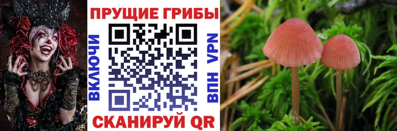 Галлюциногенные грибы Psilocybine cubensis  ОМГ ОМГ как зайти  Моршанск  как найти наркотики 