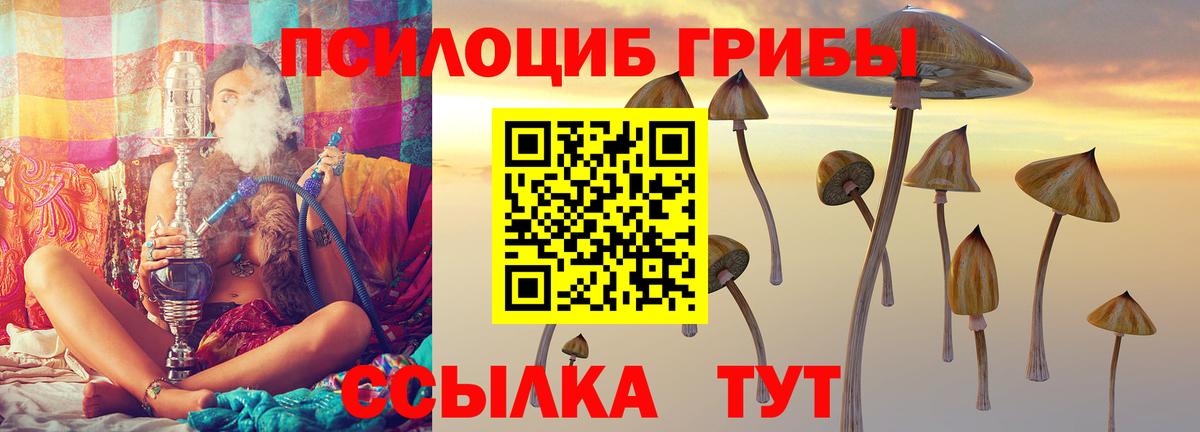 Галлюциногенные грибы Psilocybe  Моршанск 